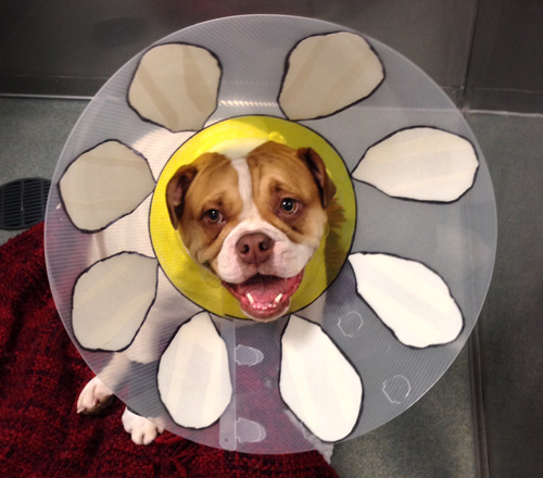 Dog in elizabethan outlet collar